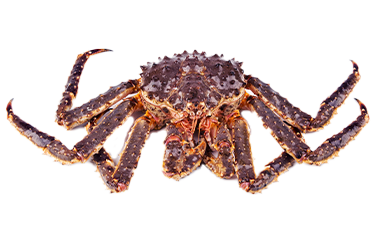 King crab