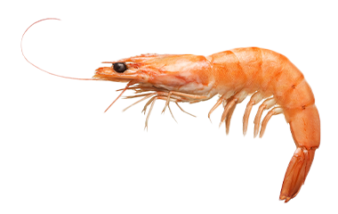 Garnalen