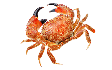 Krab