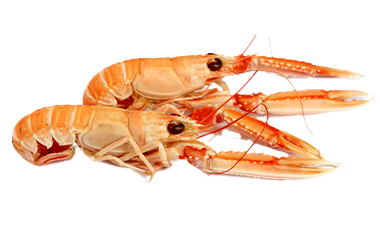 Langoustine