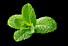 Mint per bos