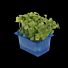 Shiso GROEN per bakje