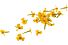 !Anise blossom per DOOS 2x50g