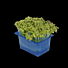 Cress Mustard per bakje