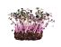 Cress Sakura ROOD per bakje