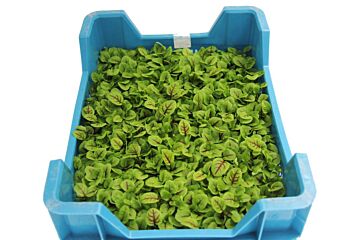 Cress Vene per DOOS X16