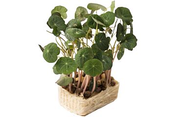 Cress Zorri per bakje