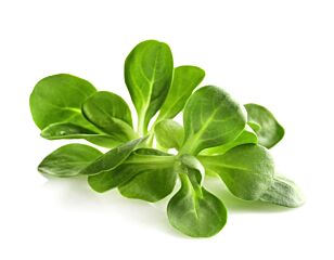 Veldsla (ezelsoren) per kg