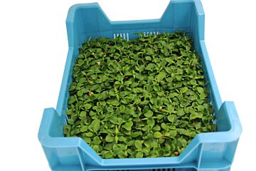 Cress Tahoon per DOOS X16