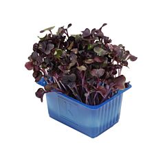 Cress Sakura ROOD per bakje