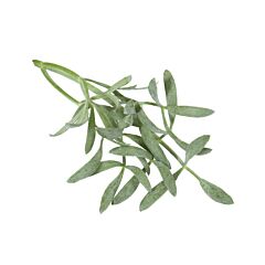 Cress SEA FENNEL per bakje