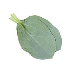 Oyster leaves per bakje