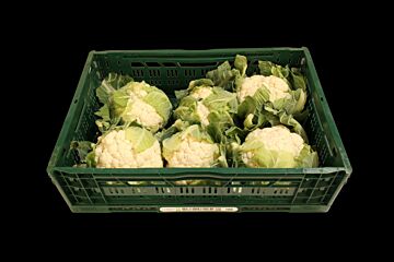 Bloemkool per KIST X6