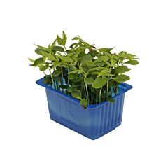 Cress Tahoon per bakje