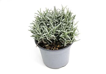 Lavendel per POT