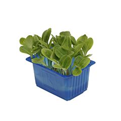 Cress Borage per bakje