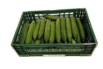 Komkommer PER KIST X36