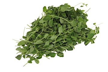 Oregano per bos