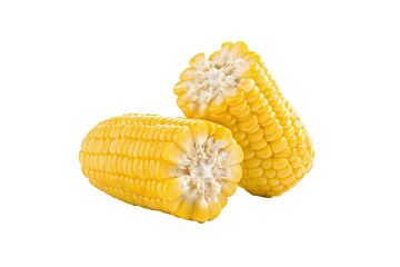Maiskolven GEKOOKT!!! per pak