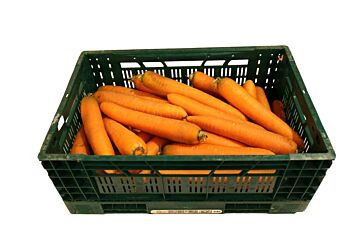 Winterwortel per KIST 20KG