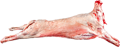 !Texel heel lammetje ca.18kg