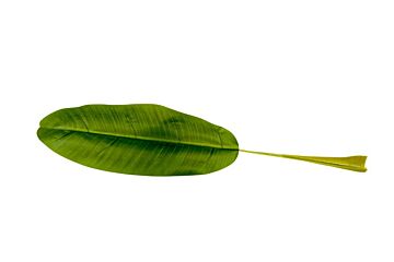 !Banaanblad RECHT per PAK 500g