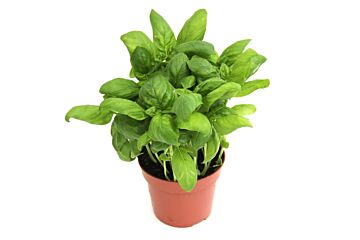 Basilicum per POT!