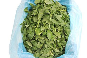 Basilicum per KIST 1KG