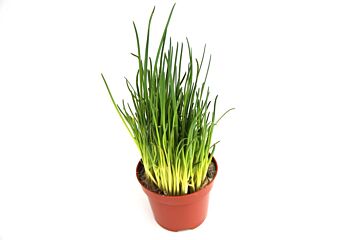 Bieslook vers per POT
