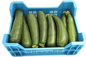 Courgette Groen per DOOS X14