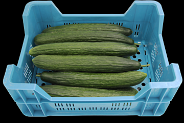 Komkommer per DOOS X12