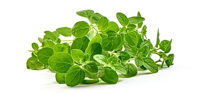 Oregano per bos