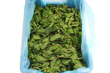 Mint per KIST 1KG