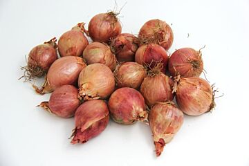 Sjalotten (rond) per kg