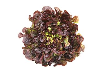 Sla eikenblad per stuk