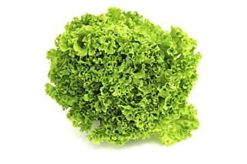 Lollo biondo per stuk