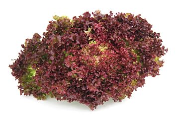 Lollo rosso per stuk