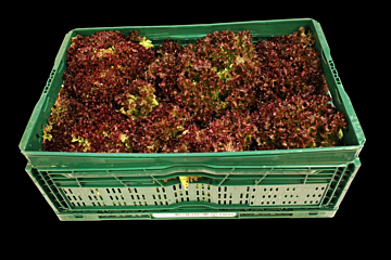 Lollo rosso per KIST X8