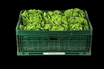 Sla Hollandse per KIST X12