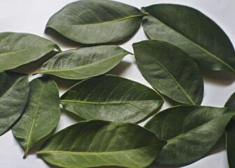 Citroenblad per zak Diepvries