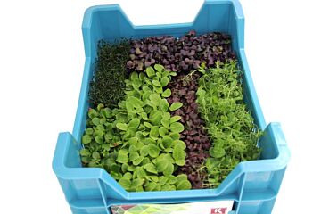 Cress Sakura MIX per DOOS X16