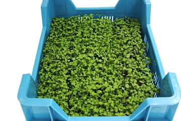 Shiso GROEN per DOOS x16