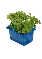 Shiso GROEN per bakje