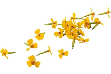 !Anise blossom per DOOS 2x50g