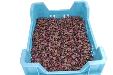 Shiso PURPER per DOOS X16