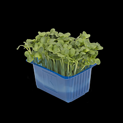 Cress Daikon per bakje