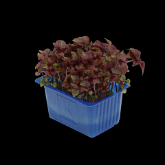 Shiso PURPER per bakje