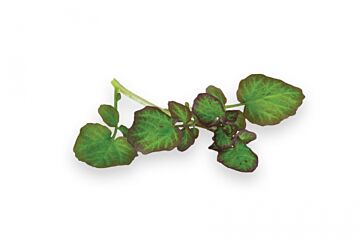 Hippo tops per DOOS X2