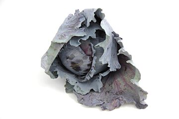 Rode kool n.o. per stuk/kg