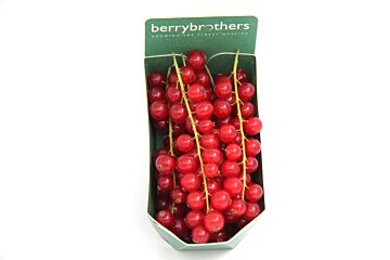 Aalbessen hollands per bakje